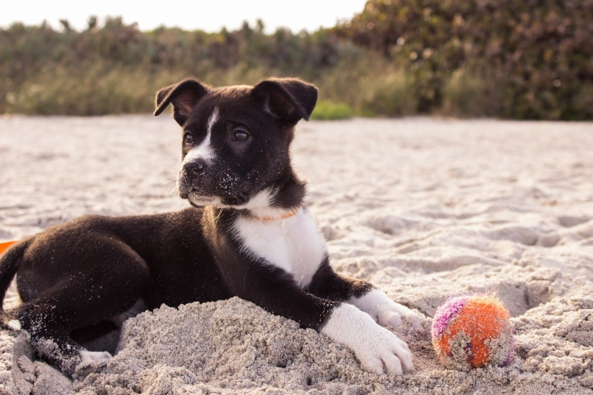 When Should You Start Training a Puppy? A Practical Guide for New Dog Owners